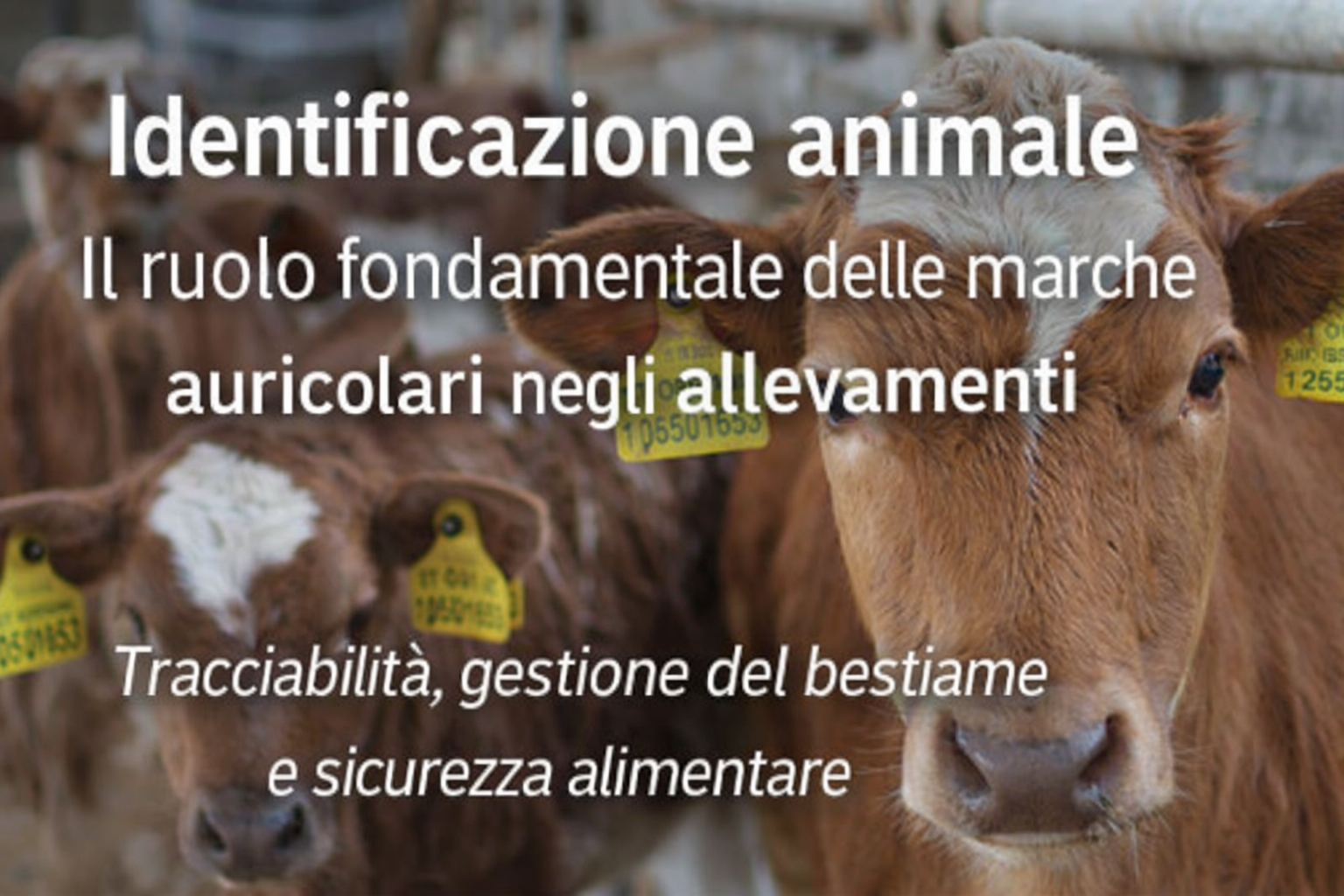 Identificazione animale: perché le marche auricolari sono fondamentali negli allevamenti