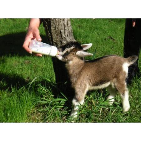 Biberon bottiglia per latte allattamento vitelli da lt 3 con manico e Biberon bottiglia per latte allattamento vitelli da lt 3 con manico e
