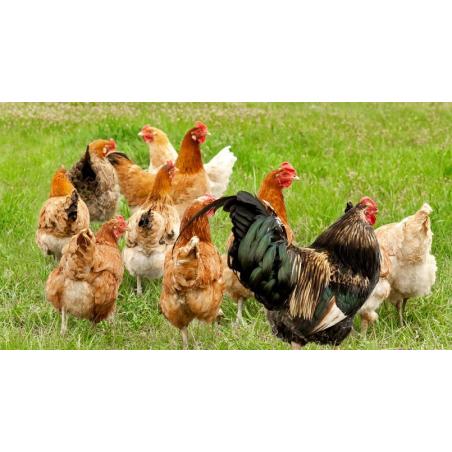 Abbeveratoio per allevamenti polli e galline vendita online - Medistore  Variante Abbeveratoio da 6 lt