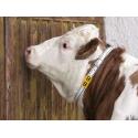 6007101 collare identificativo bovini 90cm 2