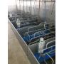 3960004 alimentatore mini feeder suinetti (7)