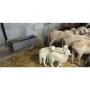 3960125 abbeveratoio vasca capre pecore asini cavalli parete muro6