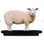 3975070 vasca pediluvio pecore capre zoccoli disinfezione2