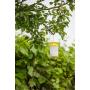4982067 trappola per mosche flycage333