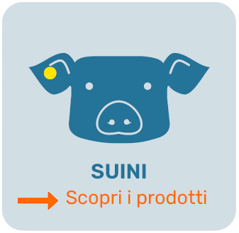 Scopri i prodotti per suini