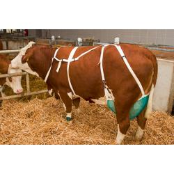 Protection net for bovine udders