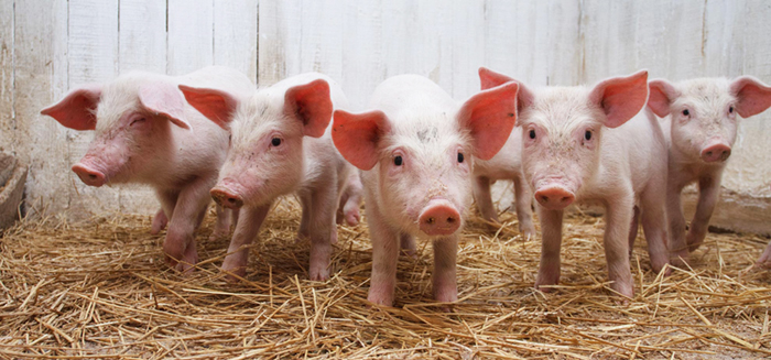 Mangiatoia con staffe e manico da gara per trailer cavalli vendita